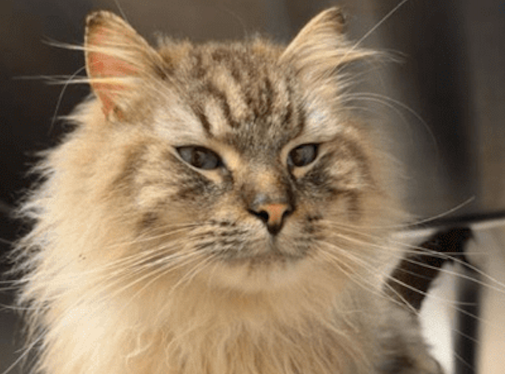 iN PHOTOS: Rescued animals living their best lives in BC | iNFOnews.ca