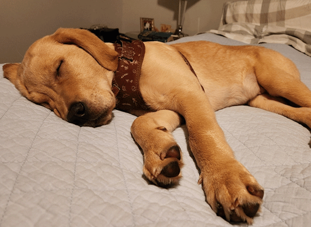 iN PHOTOS: Rescued animals living their best lives in BC | iNFOnews.ca