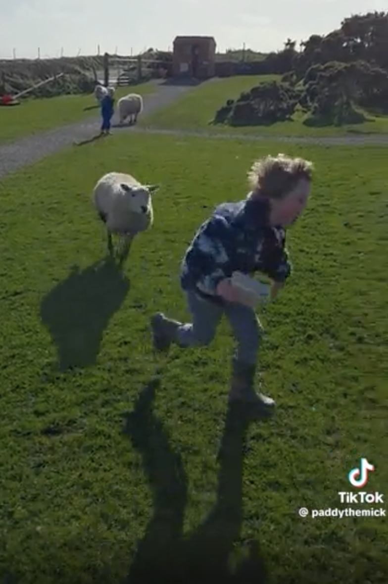 TRENDING NOW: Unexpected livestock incident | iNFOnews.ca