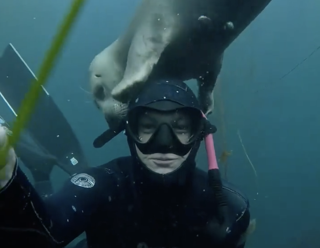 TRENDING NOW: Seal gives diver a pat on the head | iNFOnews.ca A seal scratching a diver's head.