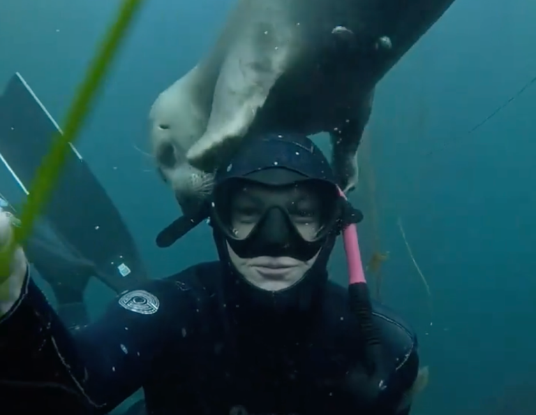 A seal scratching a diver's head.