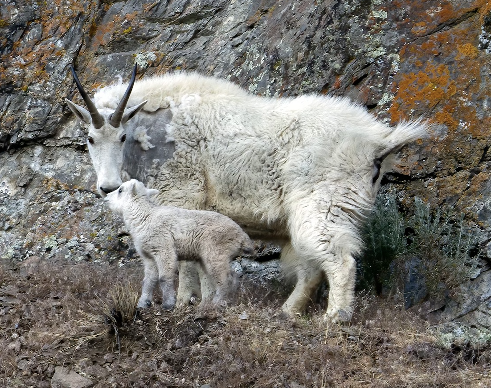 A mountain goat and kid.