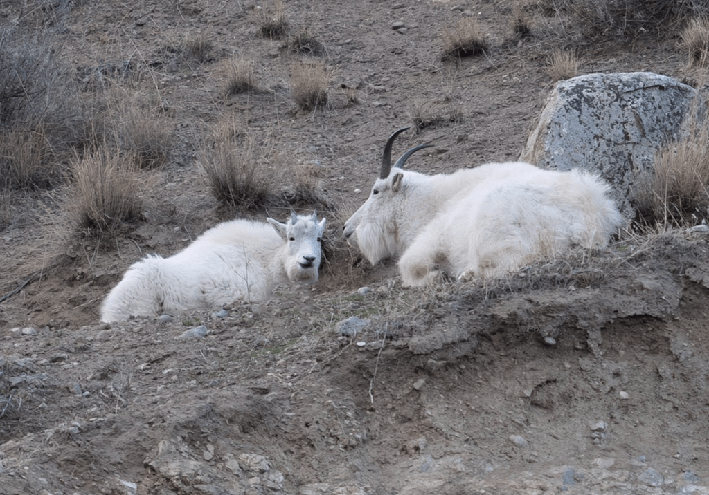 iN PHOTOS: Summerland photographer capturing mountain goats for 20 years | iNFOnews.ca