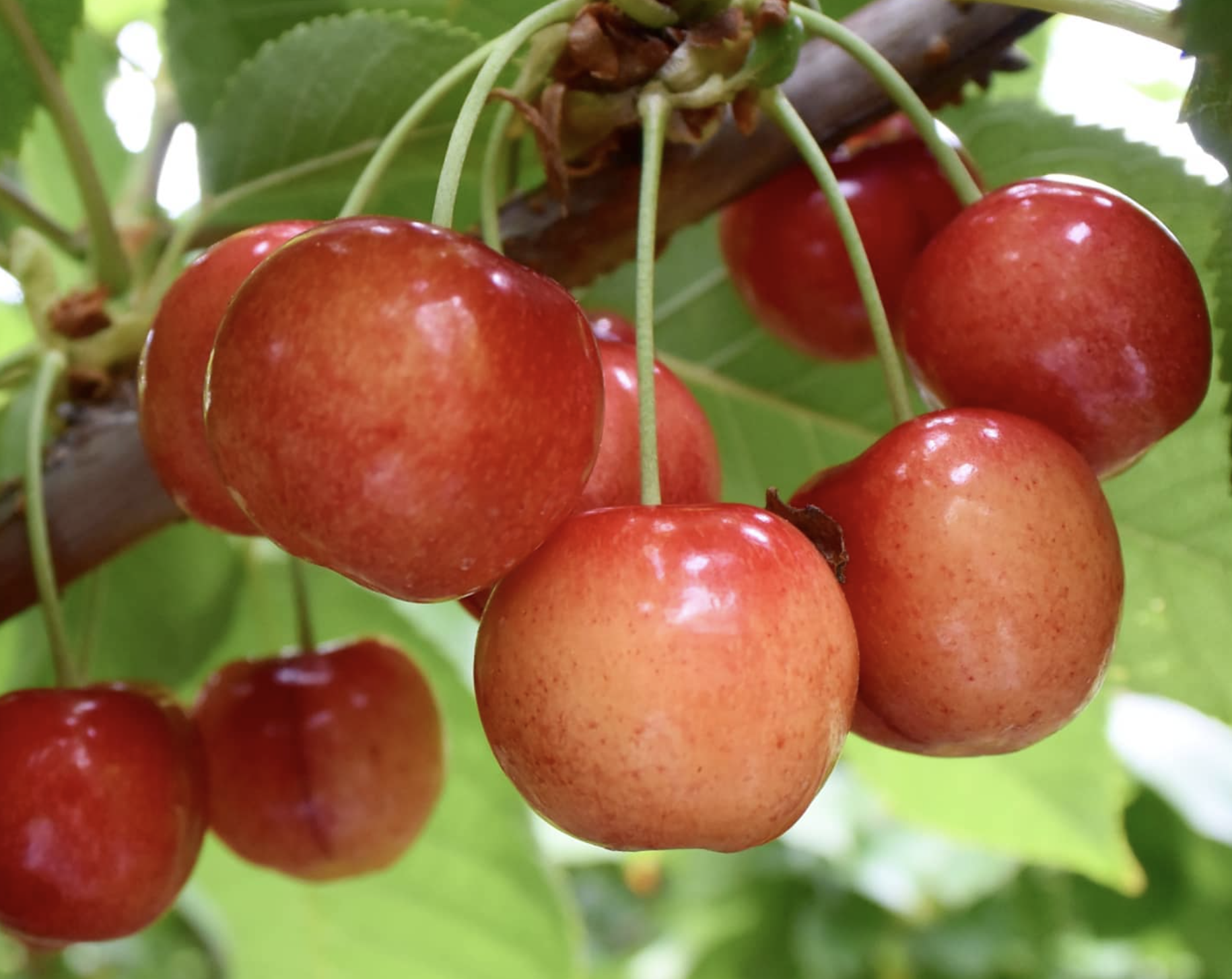 Cherries growing on a tree.