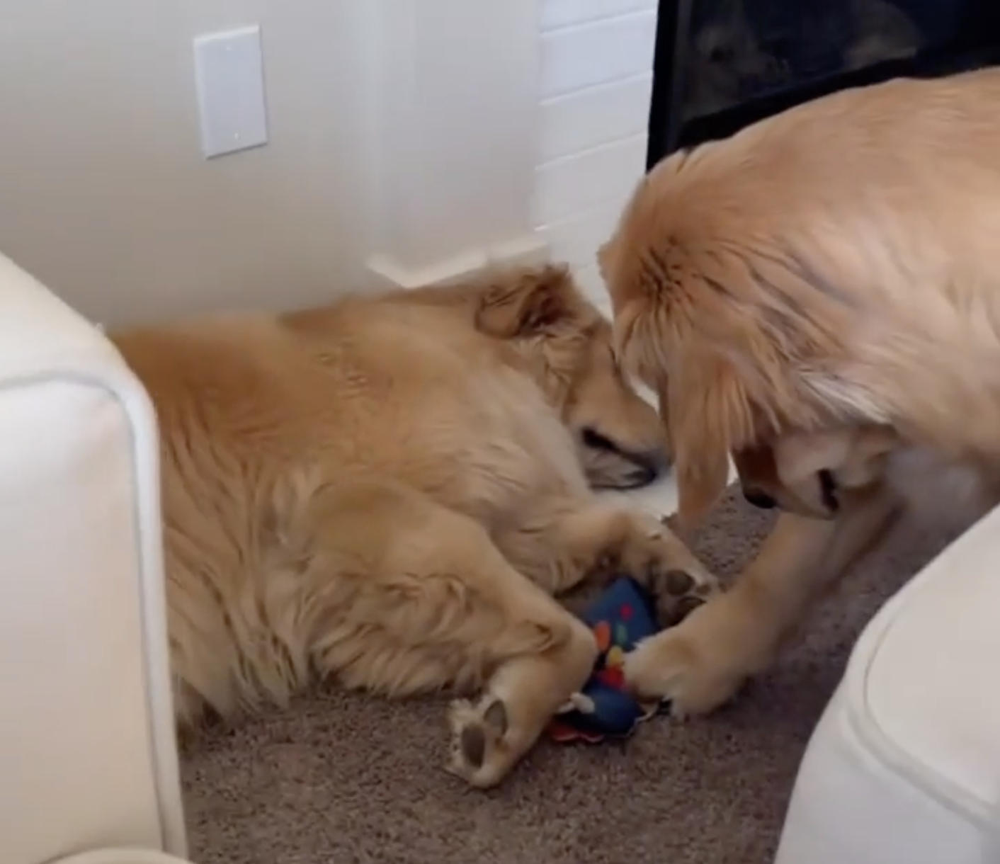 TRENDING NOW: With these pups, you snooze you lose | iNFOnews.ca