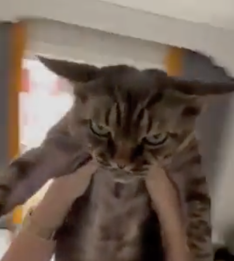 TRENDING NOW: Cat reveals what it's truly thinking | iNFOnews.ca