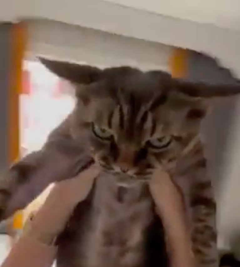 TRENDING NOW: Cat reveals what it's truly thinking | iNFOnews.ca