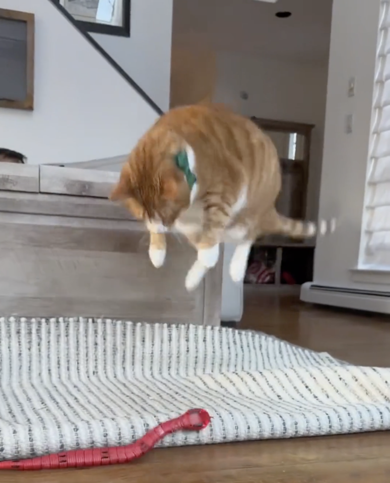 TRENDING NOW: Cats are so dramatic | iNFOnews.ca