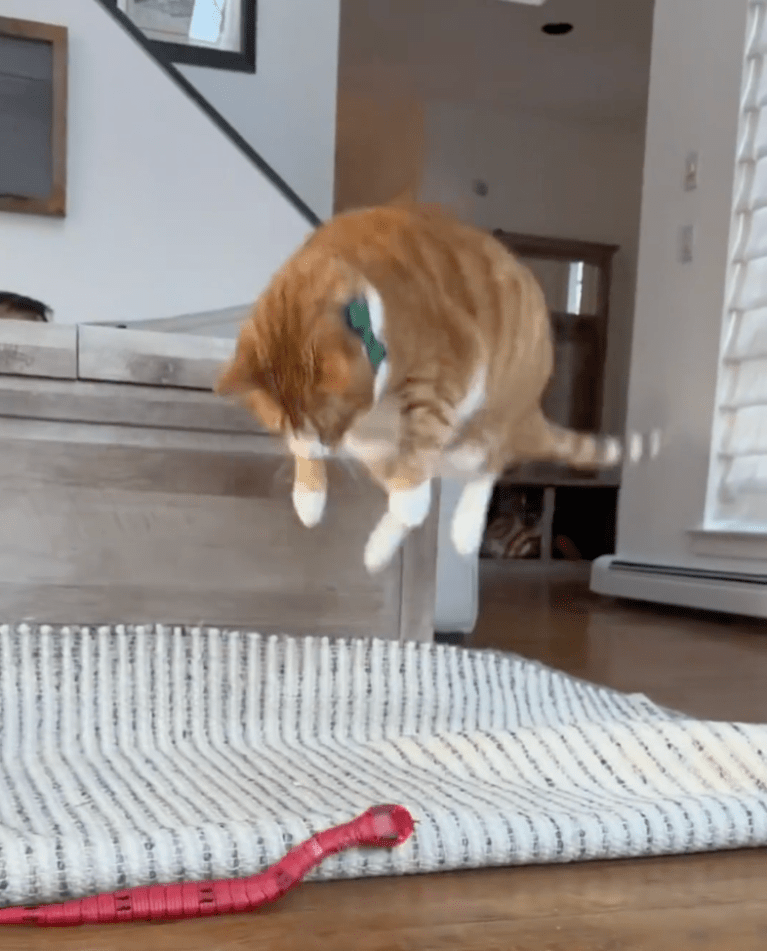 TRENDING NOW: Cats are so dramatic | iNFOnews.ca