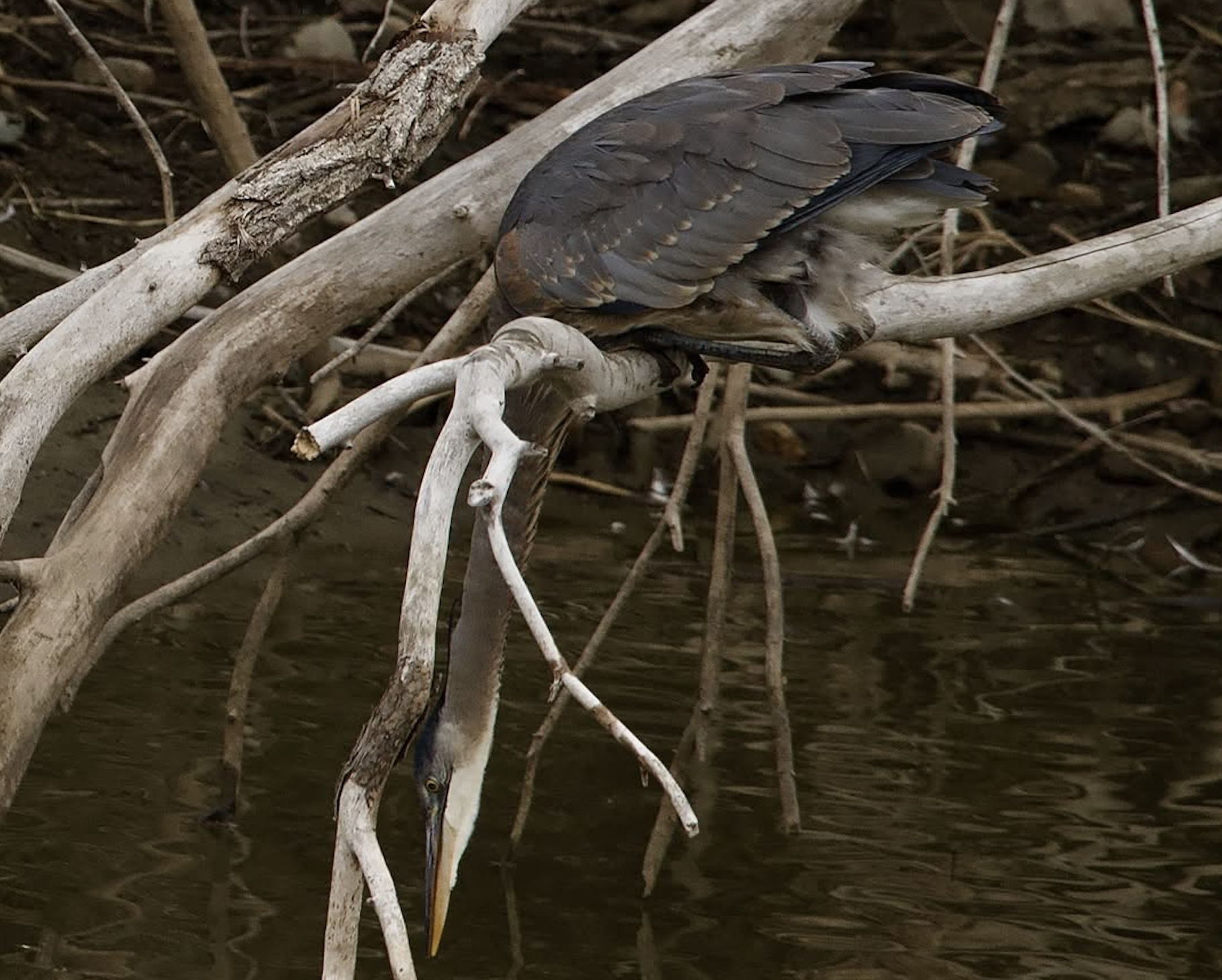 A heron perched on a branch leaning way down to some water.