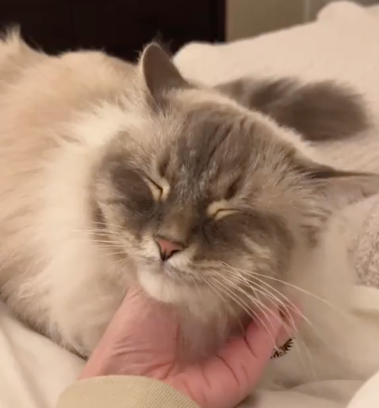 TRENDING NOW: Cats reduce stress, right? | iNFOnews.ca