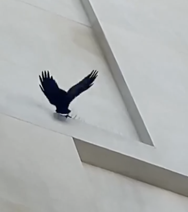 TRENDING NOW: Crow has had it with urban design | iNFOnews.ca