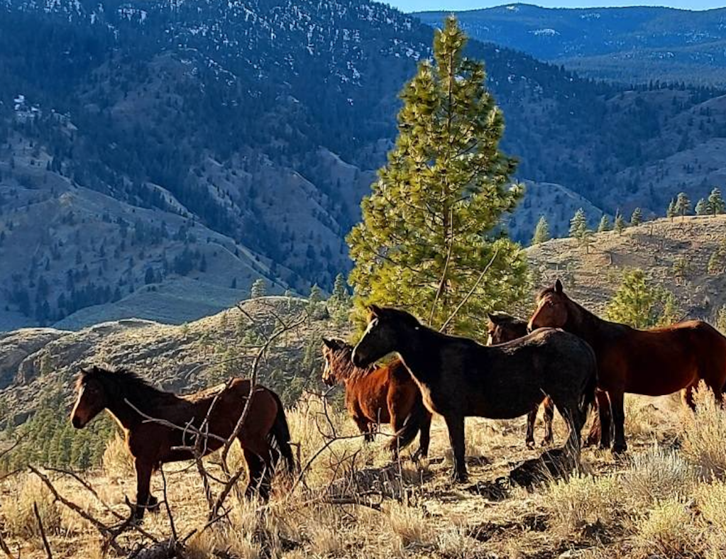 iN PHOTOS: Photographer bonded with wild horses near Spences Bridge | iNFOnews.ca