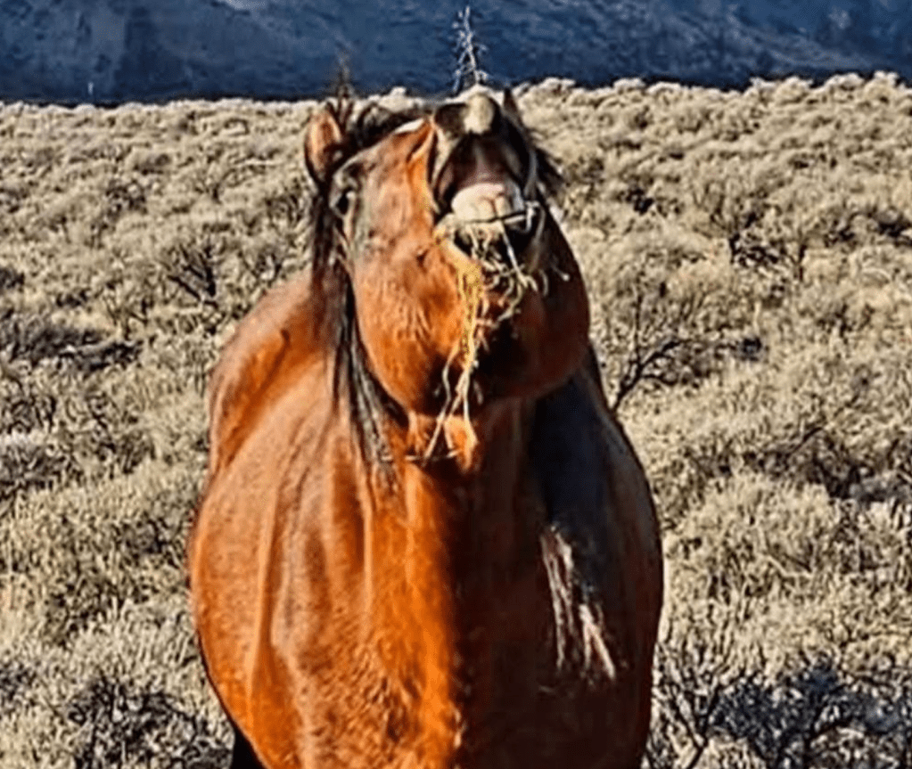 iN PHOTOS: Photographer bonded with wild horses near Spences Bridge | iNFOnews.ca