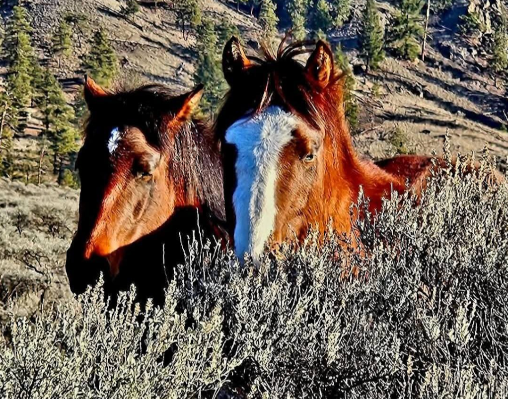 iN PHOTOS: Photographer bonded with wild horses near Spences Bridge | iNFOnews.ca