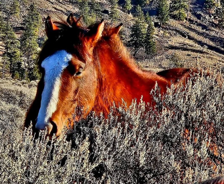 iN PHOTOS: Photographer bonded with wild horses near Spences Bridge | iNFOnews.ca