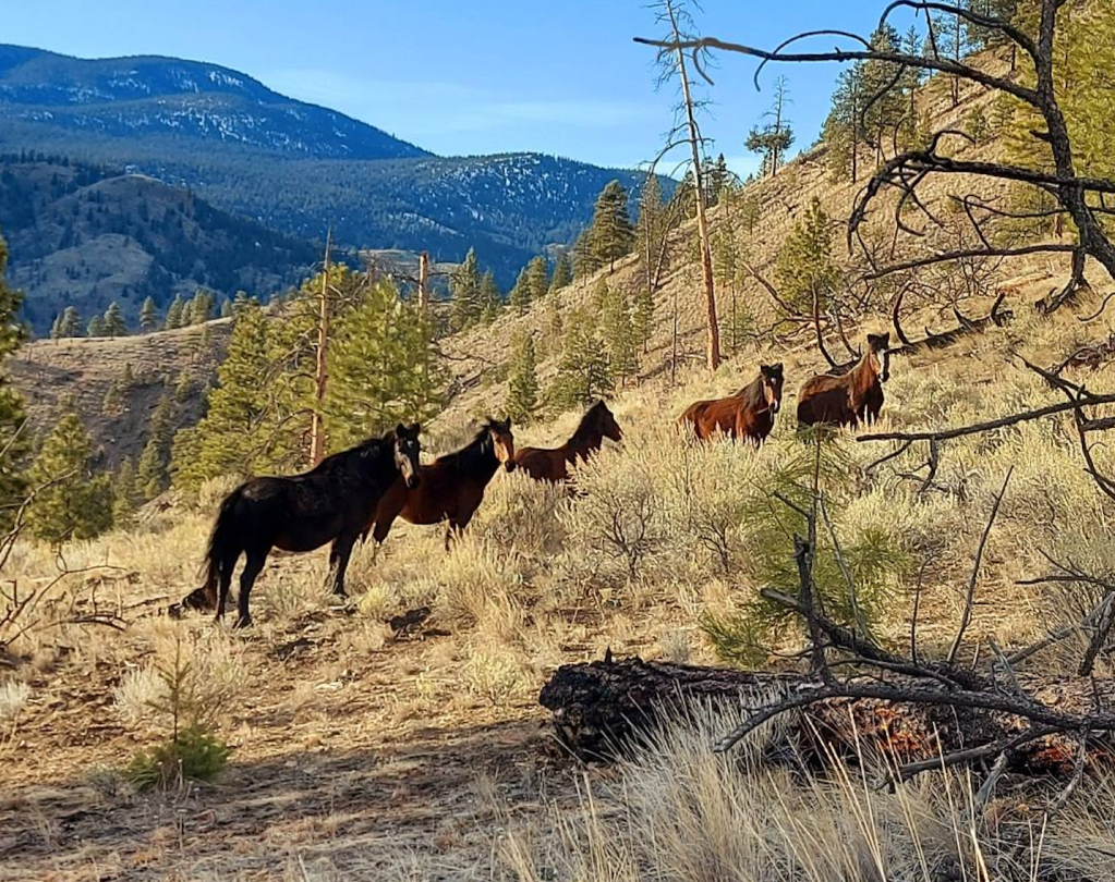 iN PHOTOS: Photographer bonded with wild horses near Spences Bridge | iNFOnews.ca