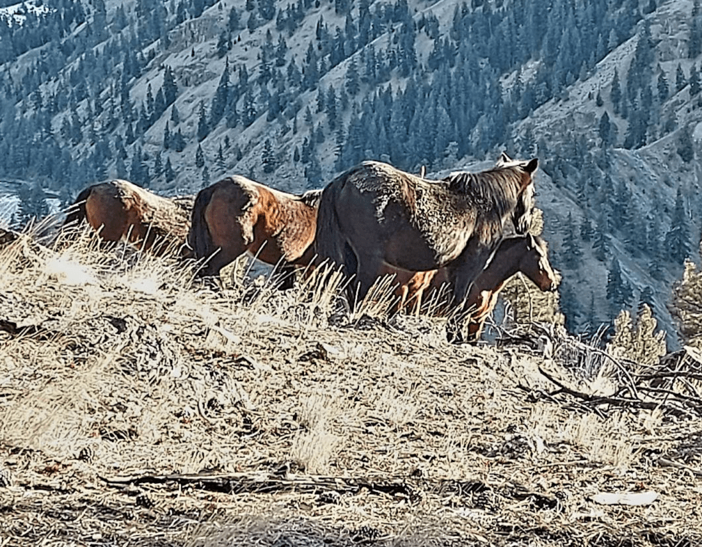 iN PHOTOS: Photographer bonded with wild horses near Spences Bridge | iNFOnews.ca