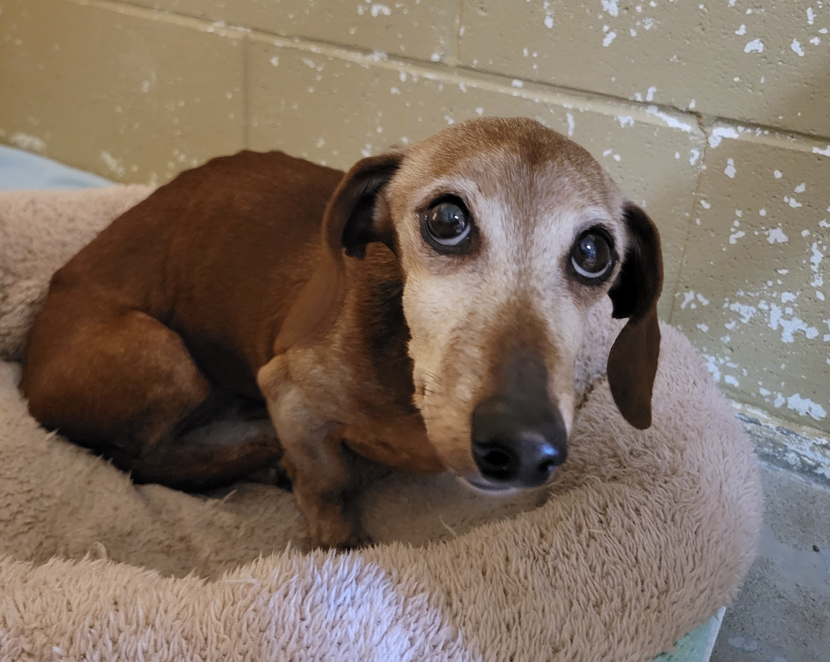 A sad dog sitting on a pet pet bed.