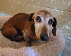 A sad dog sitting on a pet pet bed.