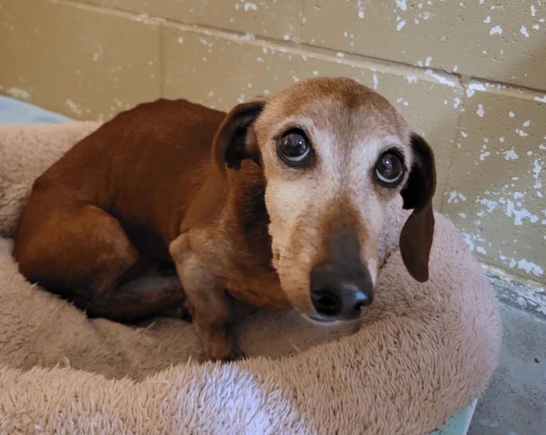 A sad dog sitting on a pet pet bed.