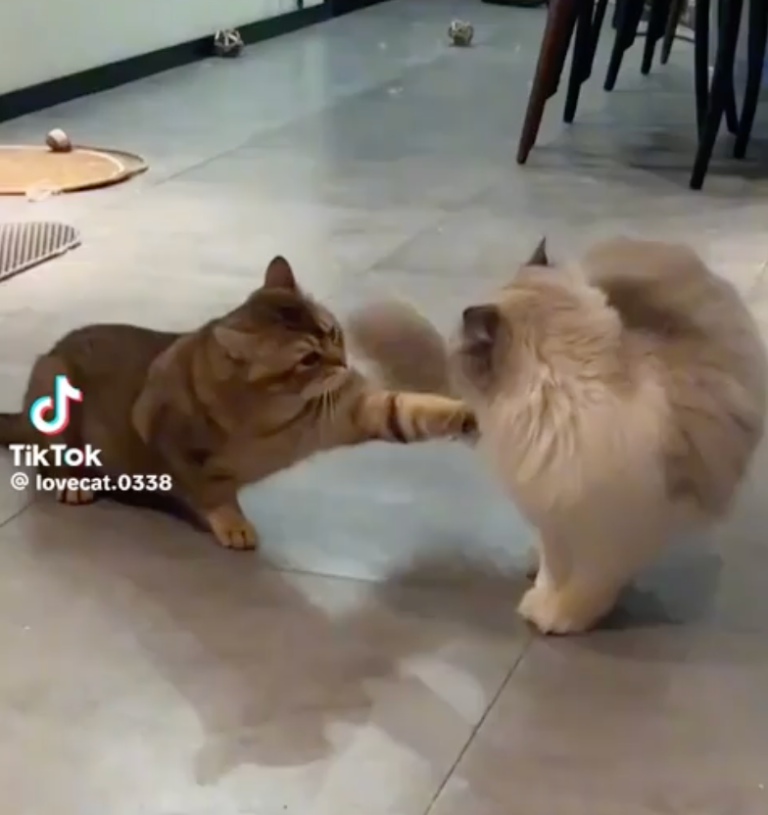 TRENDING NOW: Cats who should be in the WWE | iNFOnews.ca