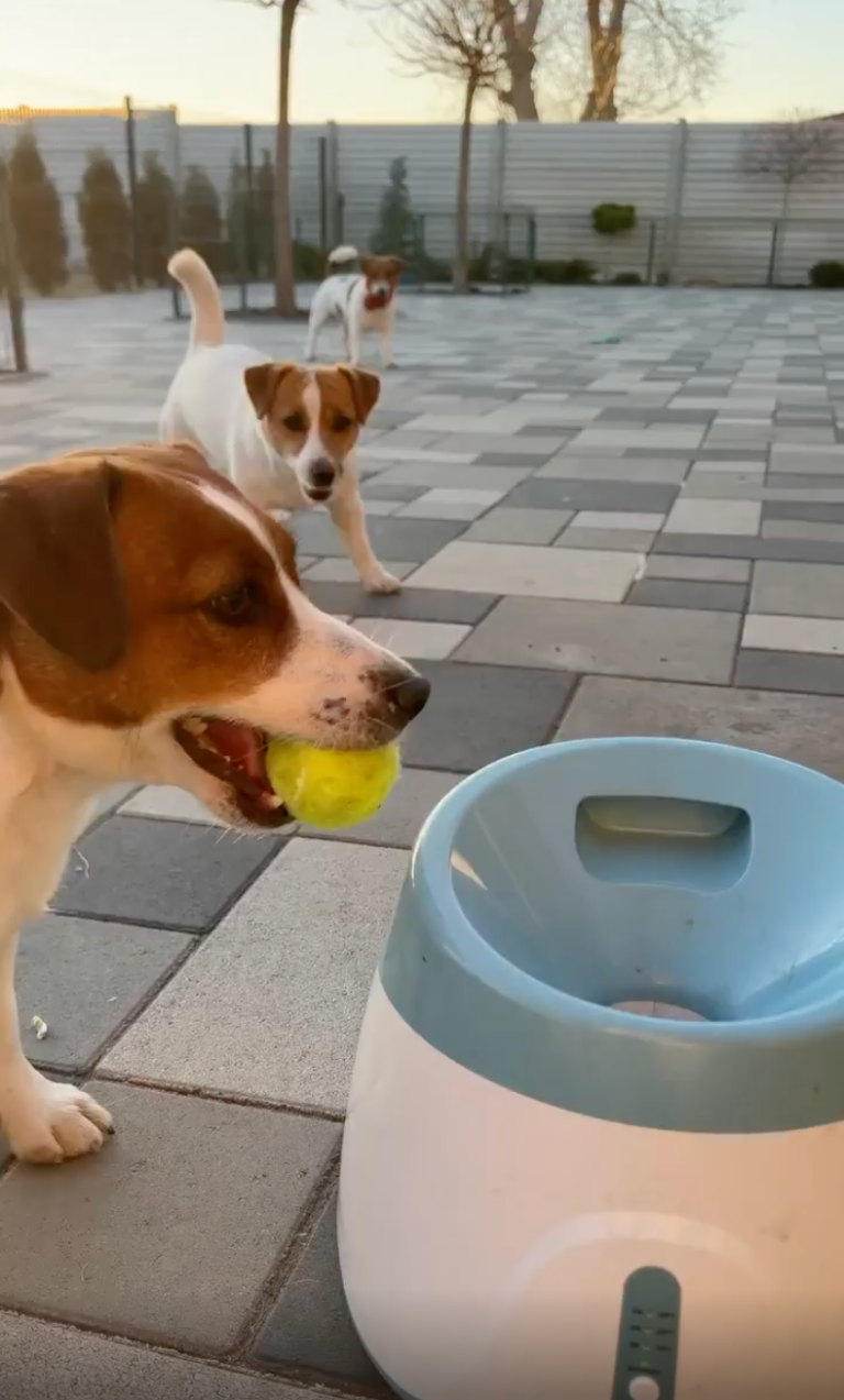 TRENDING NOW: Automated doggie fun | iNFOnews.ca