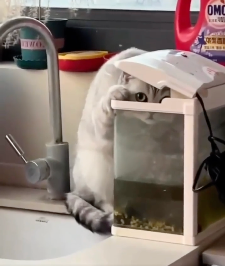 TRENDING NOW: You are never truly alone if you have a cat | iNFOnews.ca