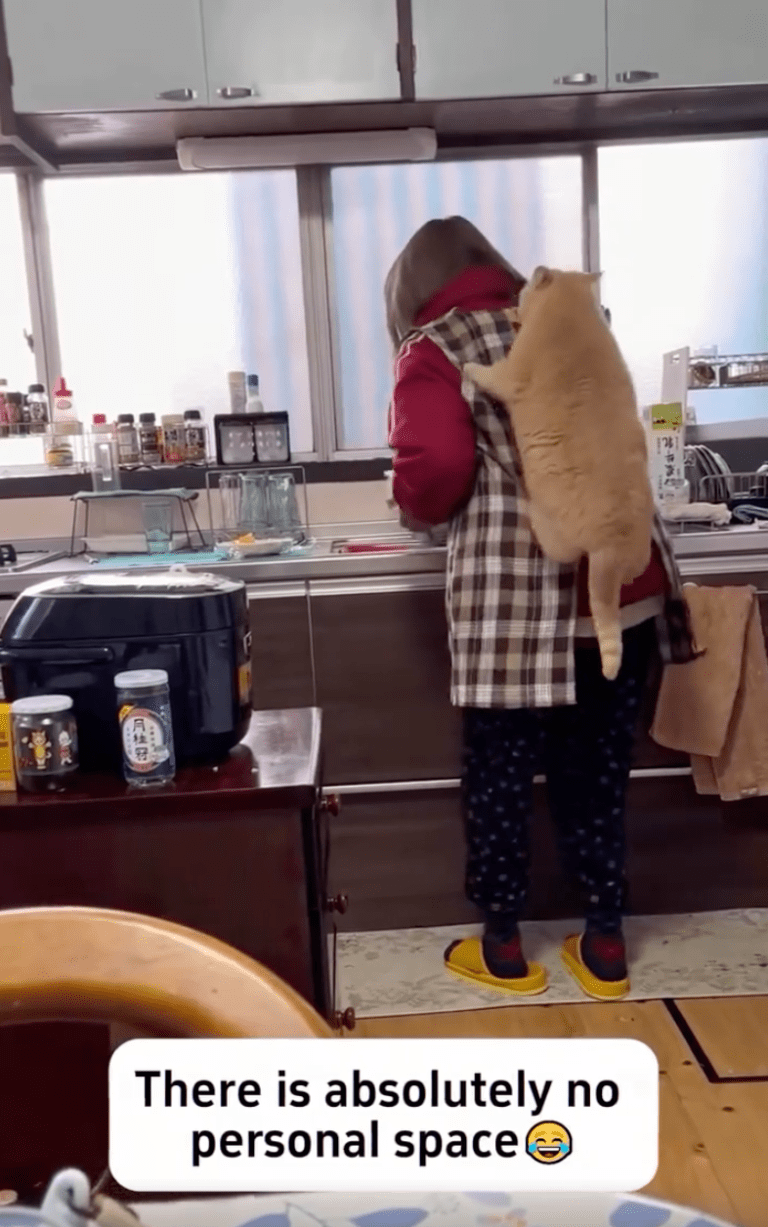 TRENDING NOW: Cats with no respect for personal space | iNFOnews.ca