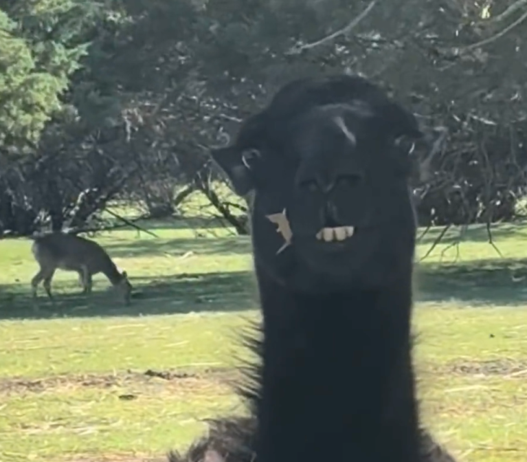 TRENDING NOW: Some llama drama | iNFOnews.ca