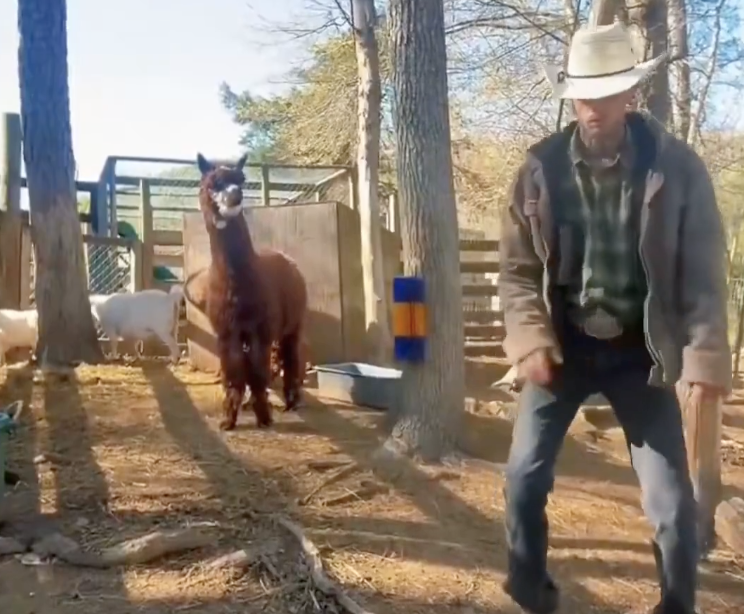 TRENDING NOW: Alpaca doesn't like his dance moves | iNFOnews.ca