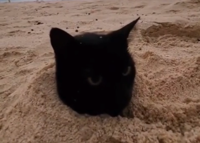 TRENDING NOW: Cats are different in Australia | iNFOnews.ca