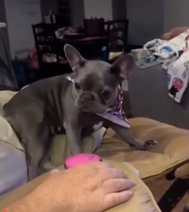 TRENDING NOW: Demanding pug would like a foot rub | iNFOnews.ca