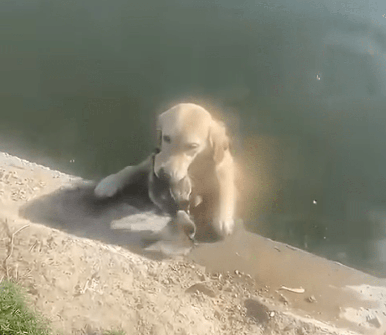 TRENDING NOW: Dog saves duck that didn't need saving | iNFOnews.ca