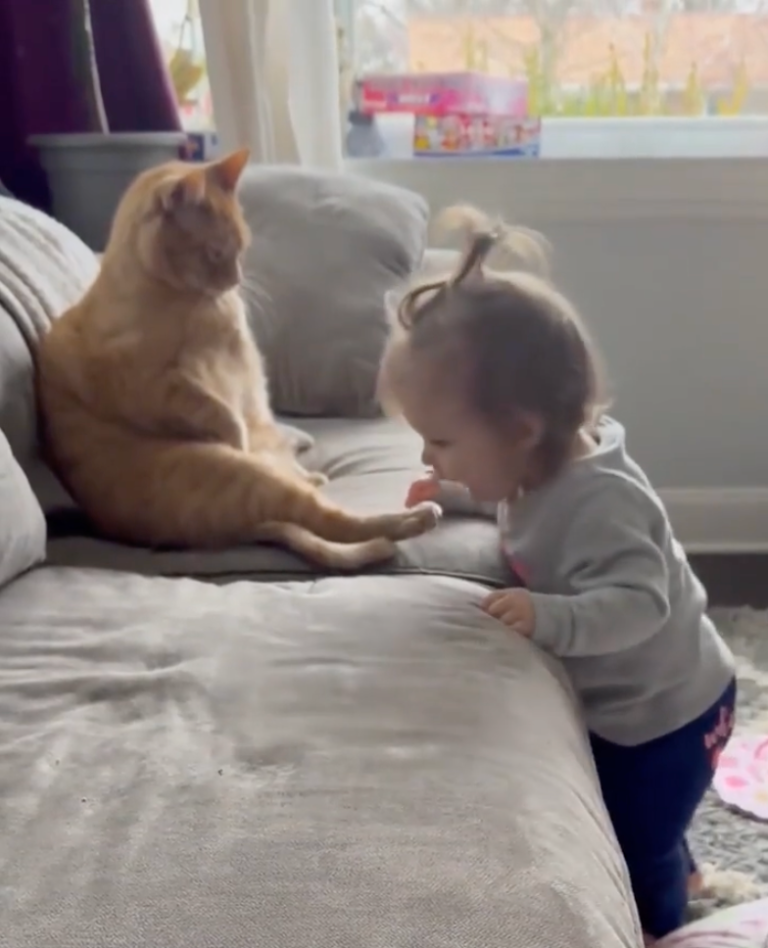 TRENDING NOW: Kids and cats | iNFOnews.ca