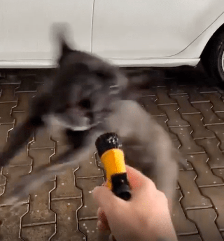 TRENDING NOW: Pup fights evil water monster | iNFOnews.ca