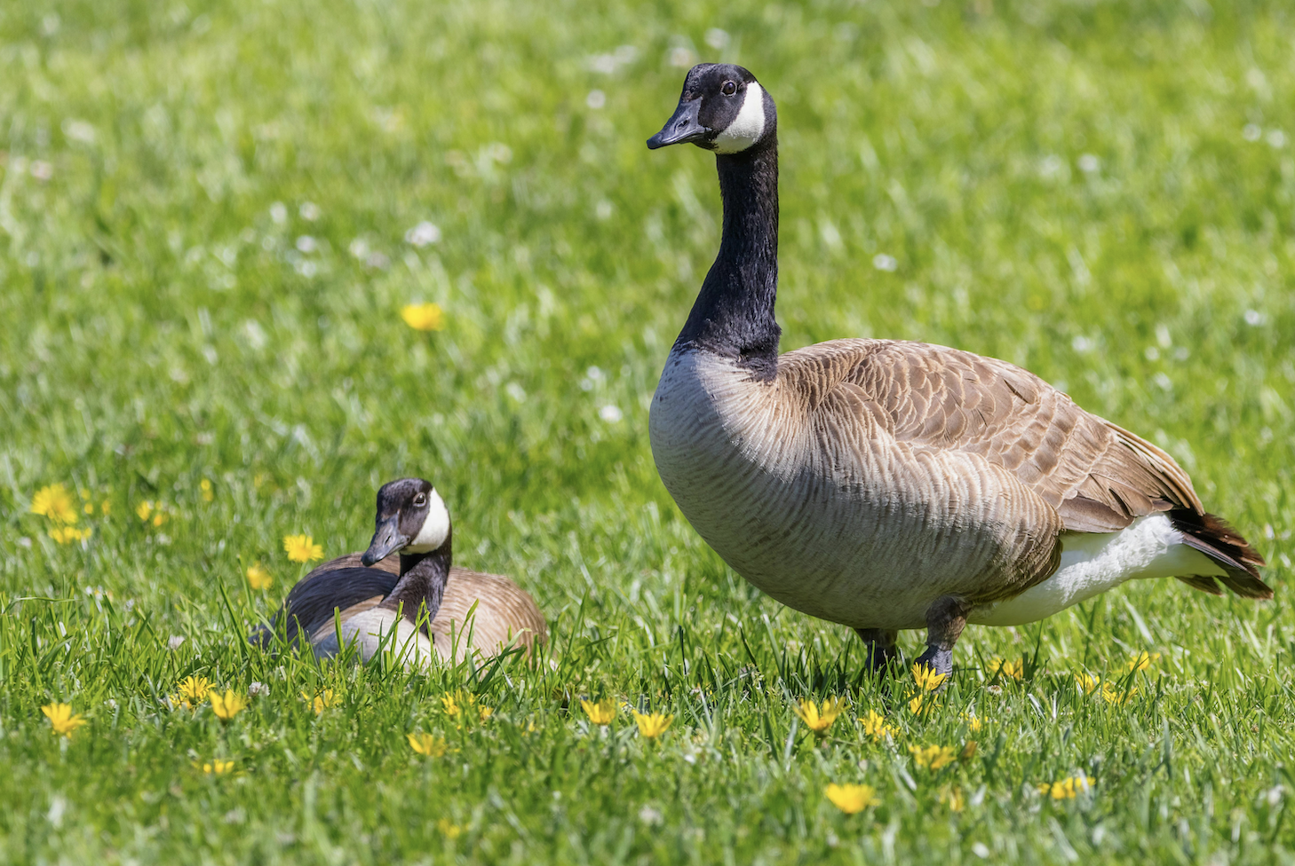 Canada geese, one standing one sitting on grass.