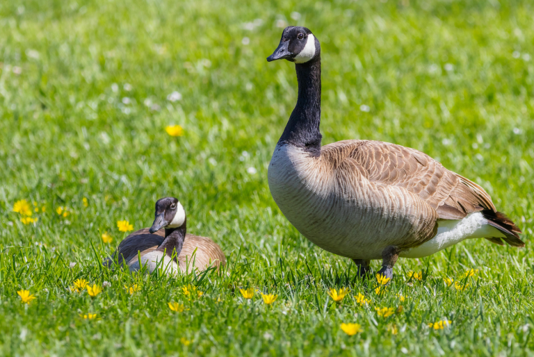 Canada geese, one standing one sitting on grass.