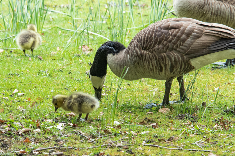 A Canada goose and two goslings eating grass.