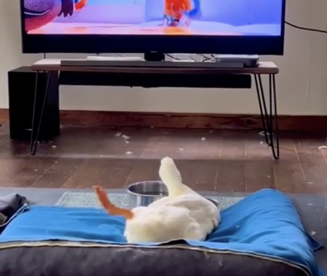 TRENDING NOW: Duck's favourite cartoon | iNFOnews.ca