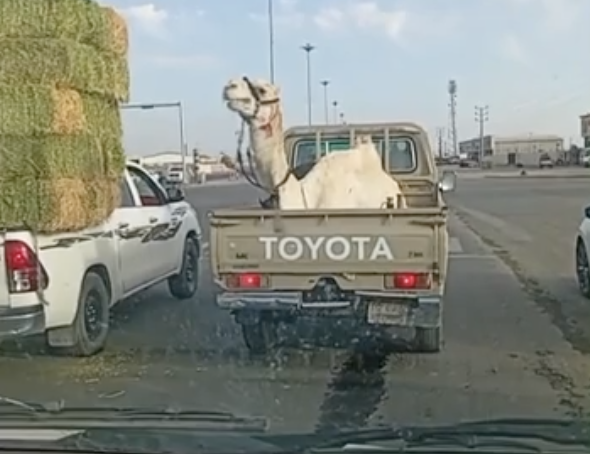 TRENDING NOW: A whole different meaning of highway robbery | iNFOnews.ca