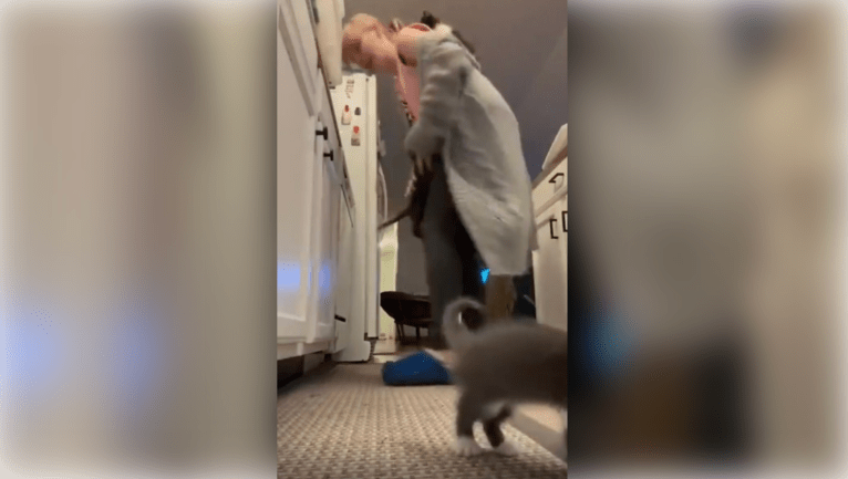 TRENDING NOW: When kittens attack | iNFOnews.ca