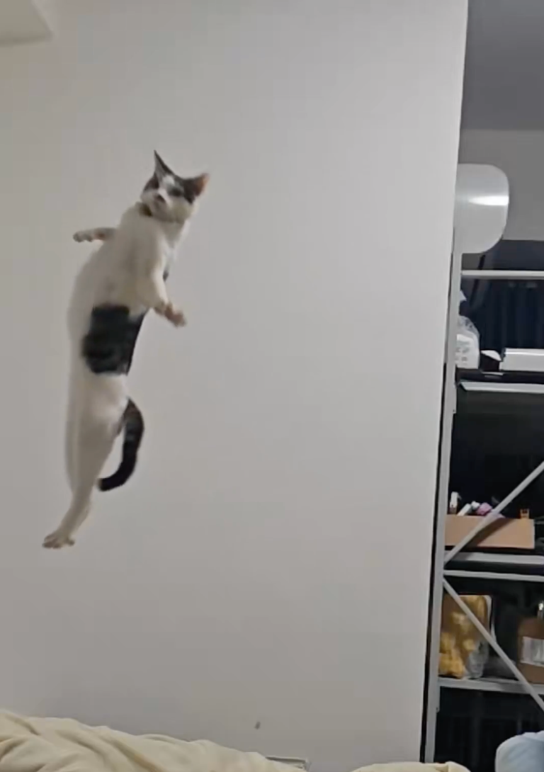TRENDING NOW: Cats in slow motion | iNFOnews.ca