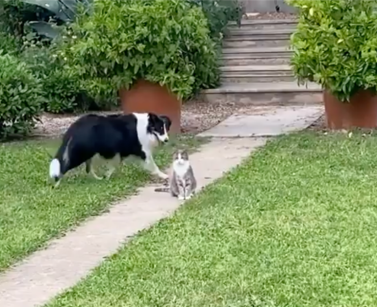TRENDING NOW: You can’t herd cats | iNFOnews.ca