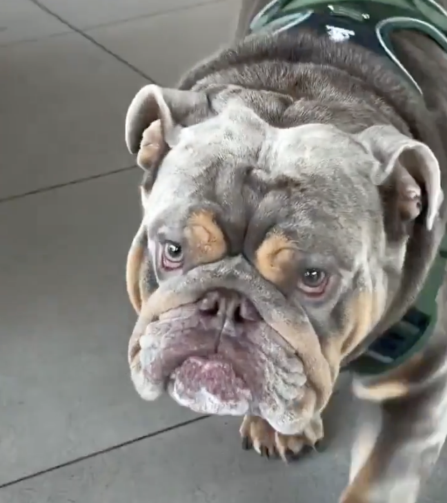 TRENDING NOW: Doggo denied second pup cup | iNFOnews.ca