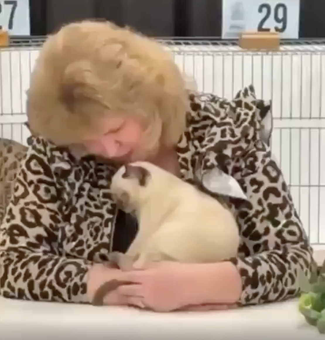 TRENDING NOW: Kitty wins cat show judge’s heart | iNFOnews.ca