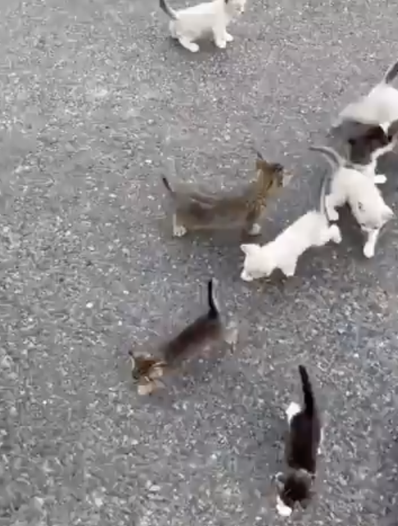 TRENDING NOW: Man ambushed by kittens | iNFOnews.ca