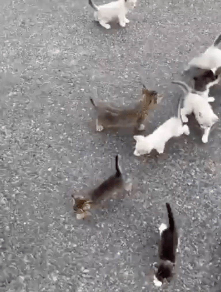 TRENDING NOW: Man ambushed by kittens | iNFOnews.ca