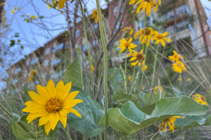 A patch of arrowleaf balsamroot