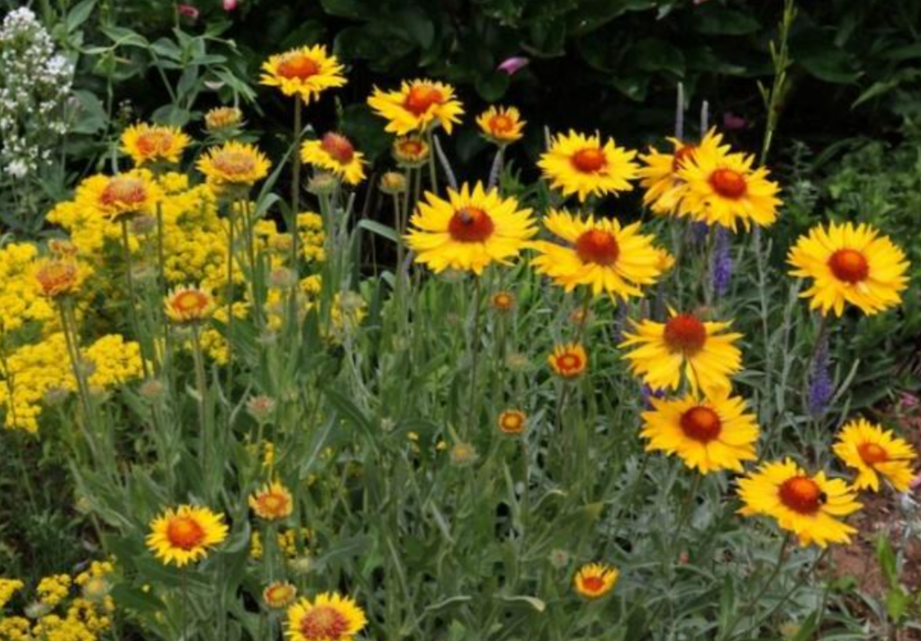 Why it’s nearly impossible to grow Okanagan sunflowers on your own | iNhome Why it’s nearly impossible to grow Okanagan sunflowers on your own | iNhome